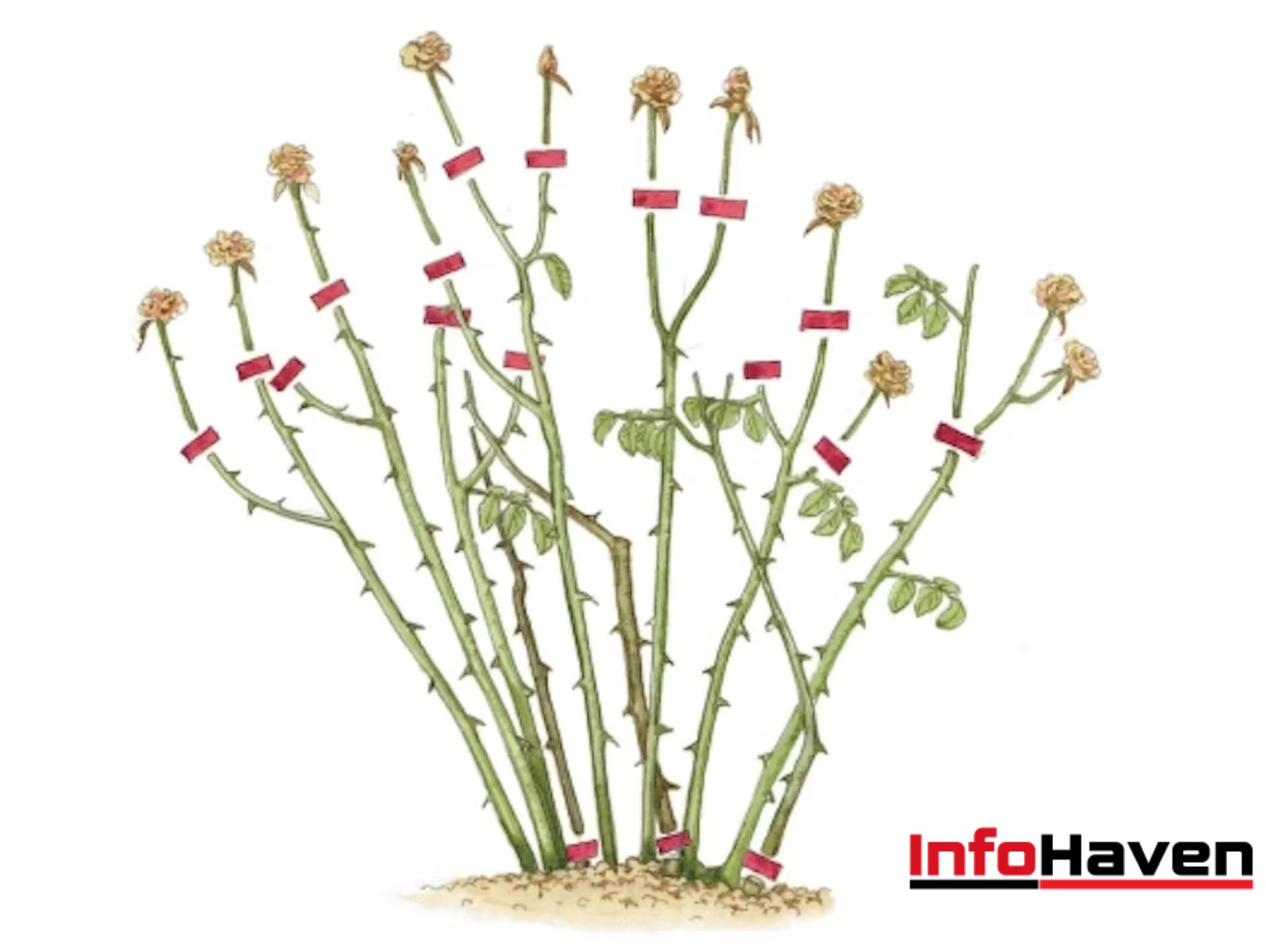 wann rosen schneiden