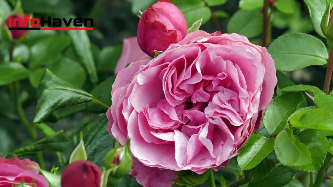 wann rosen schneiden